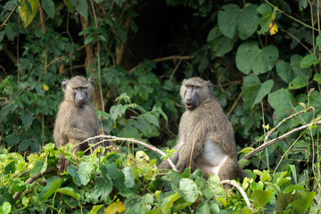 Olive baboon on the  branch. Baboon in the Budongo forest park. Safari in Uganda. African nature.