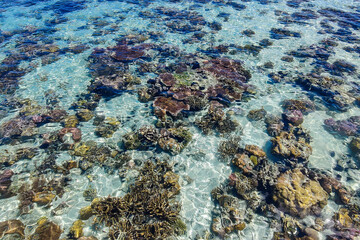 Naklejka na ściany i meble Coral reef with crystal view ocean at Omadal Island, Semporna Sabah, Malaysia.