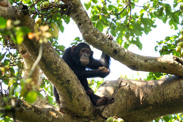 Chimpanzee on the  branch. Chimp in the Budongo forest park. Safari in Uganda. African nature.