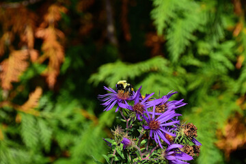 Bee on purple aster extracting nectar