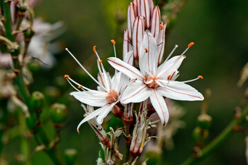 Branched Asphodel // Ästige Affodill (Asphodelus ramosus) - Greece // Griechenland