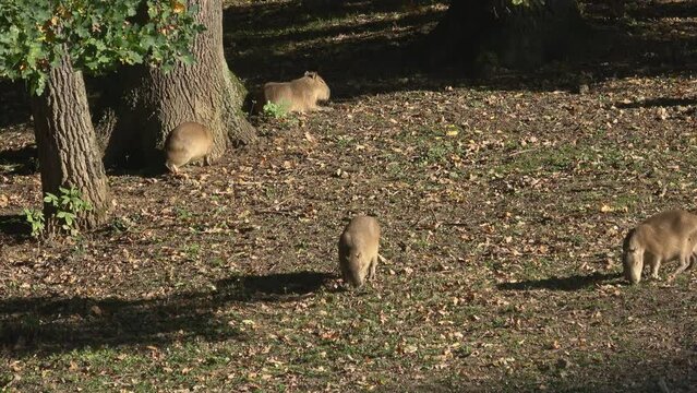 Capybara (Hydrochoerus hydrochaeris) warm sunny day