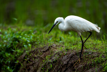 Egret on the move