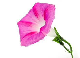 A large bindweed flower on a white background.