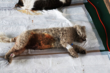 caniche dog after castration surgery