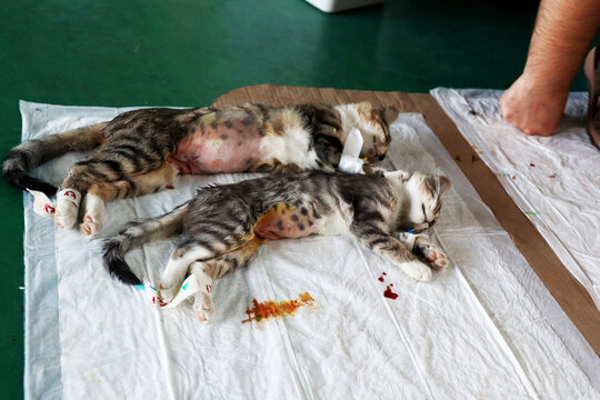 two cats anesthesia after castration surgery