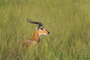 Kob on the grazing land. Antelope in the Murchison Falls park. Safari in Uganda. African nature.