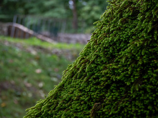 green moss on a tree