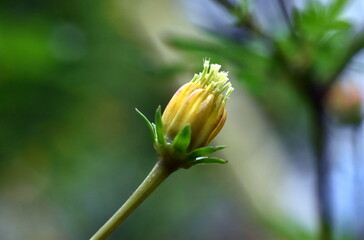 Knospe einer gelben Kosmee