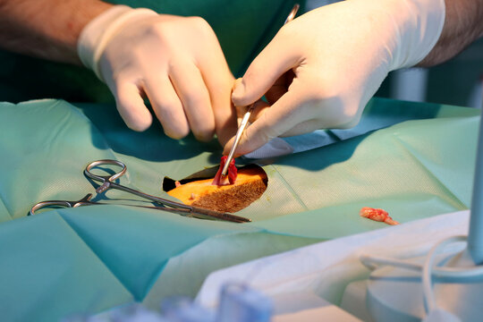 Castration Surgery On Cat By Vet 