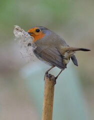 robin nest building