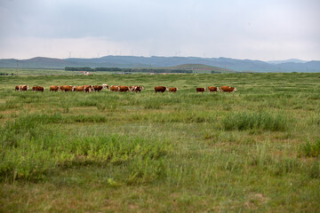 Cows are grazing in the pasture