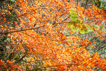 モミジの紅葉