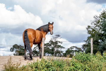 Happy horses living in a paddock paradise © PIC by Femke