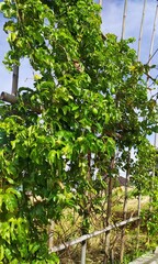 Passion fruit tree or passiflora ligularis growing in fruit orchards in Indonesia