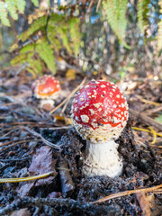 A single red and white spotted fly agaric mushroom, like a magical fairy toadstool