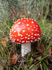 A single fly agaric mushroom, red with white spots. Magical fairytale toadstool.
