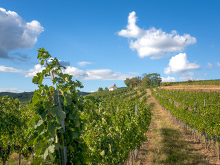 Fototapeta na wymiar Neckenmarkt Austria Vineyards before harvest with small chapel
