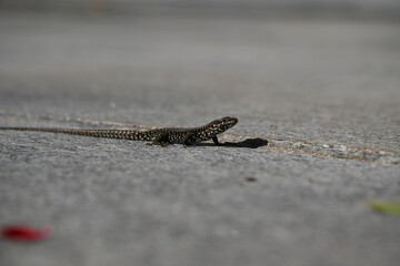 lizard on the stone