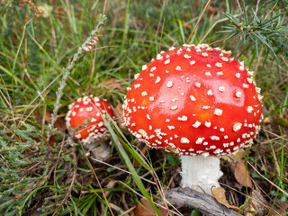 A pair of magical fairytale toadstools, freshly erupted from the earth. Fly agaric mushrooms.