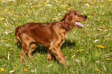young brown Irish setter puppy on a green lawn