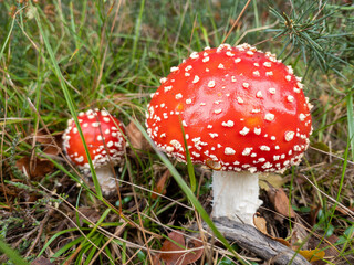 A pair of magical fairytale toadstools, freshly erupted from the earth. Fly agaric mushrooms.