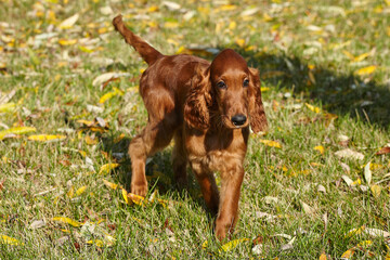 young brown Irish setter puppy on a green lawn