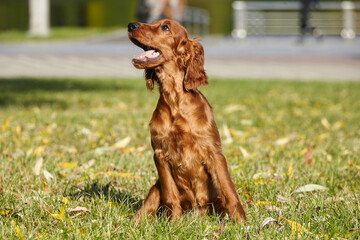 young brown Irish setter puppy on a green lawn