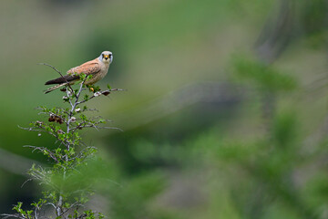 Lesser kestrel, male // Rötelfalke, Männchen (Falco naumanni) - Greece