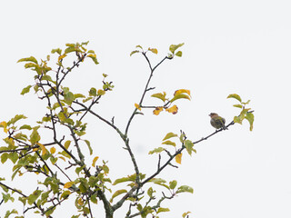  Beautiful little bird sitting on a tree branch