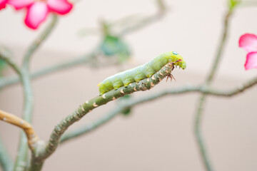 Little baby caterpillar crawling on a flower tree branch.