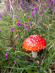 A red and white spotted fly agaric mushroom in amongst some purple heather