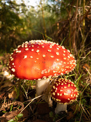 Magical fly agaric mushrooms in perfect morning sunlight