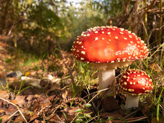 Magical fly agaric mushrooms in perfect morning sunlight