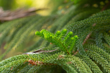 Closeup to Norfolk island pine leaves. Selective focus.