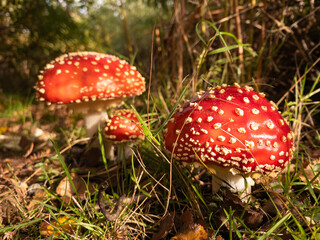 Magical fly agaric mushrooms in perfect morning sunlight