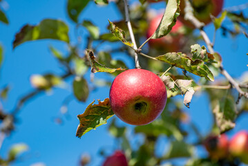 Ein reifer, roter Apfel hängt an einem Baum