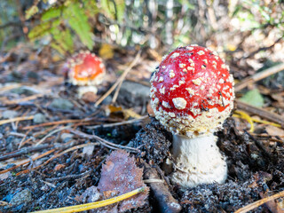 A single red and white spotted fly agaric mushroom, like a magical fairy toadstool