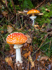 Some fly agaric mushrooms growing in woodland in the English countryside
