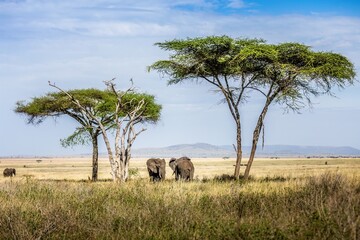 Picturesque african landscape with elephants, umbrella thorn acacias and mountains in the Serengeti, Tanzania