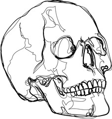 Hand drawn vector skull illustration