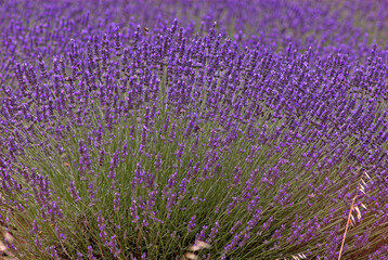 Lavendin, Lavendula x intermedia, Culture, Plateau de Valensole, Alpes de Haute Provence, 04