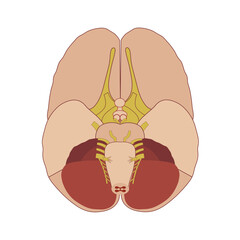 Brain anatomy, ventral view. Medical poster. Vector illustration