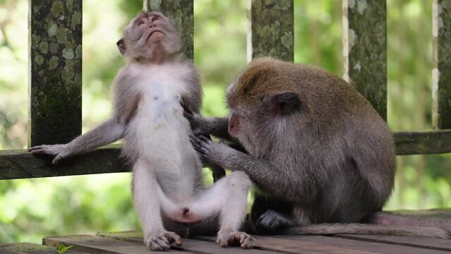 Macaque looking for fleas in relaxed male monkey in Ubud Bali Indonesia
