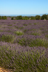 Obraz premium Lavendin, Lavendula x intermedia, Culture, Plateau de Valensole, Alpes de Haute Provence, 04