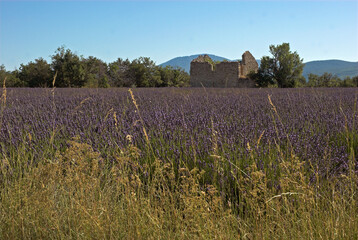 Lavendin, Lavendula x intermedia, Culture, Plateau de Valensole, Alpes de Haute Provence, 04