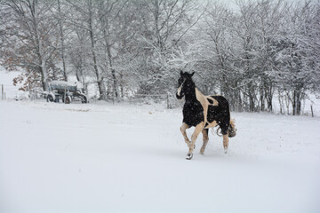 A horse runs in a pasture during snowfall