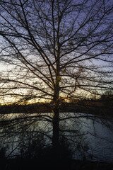 Tree by the lake hit by sunlight during sunset