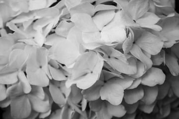 Closeup of white flowers artistic view black and white