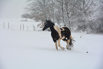 Fototapeta na wymiar A horse runs in a pasture during snowfall